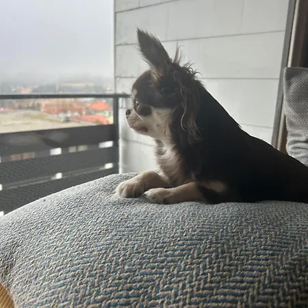 Pavla's Cozy Apartment